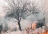Blätterlose Bäume, von Rauch und Feuer umgeben