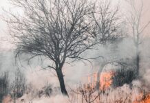 Blätterlose Bäume, von Rauch und Feuer umgeben
