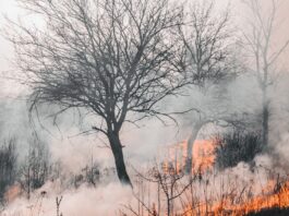 Blätterlose Bäume, von Rauch und Feuer umgeben