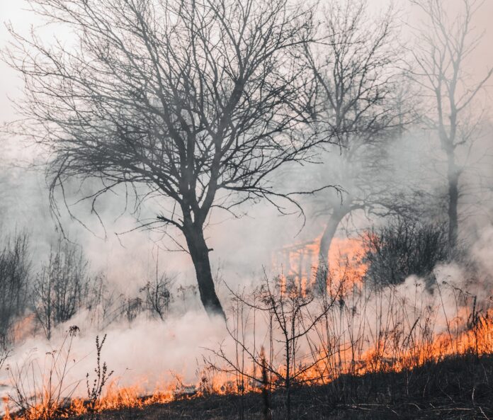 Blätterlose Bäume, von Rauch und Feuer umgeben
