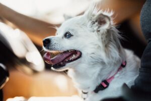Kleiner weißer Hund eingesperrt in einem Auto