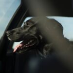 Großer schwarzer Hund eingesperrt in einem Auto