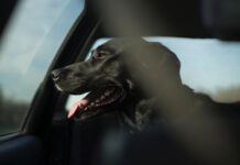 Großer schwarzer Hund eingesperrt in einem Auto