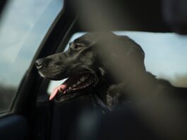 Großer schwarzer Hund eingesperrt in einem Auto