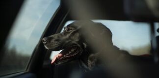 Großer schwarzer Hund eingesperrt in einem Auto