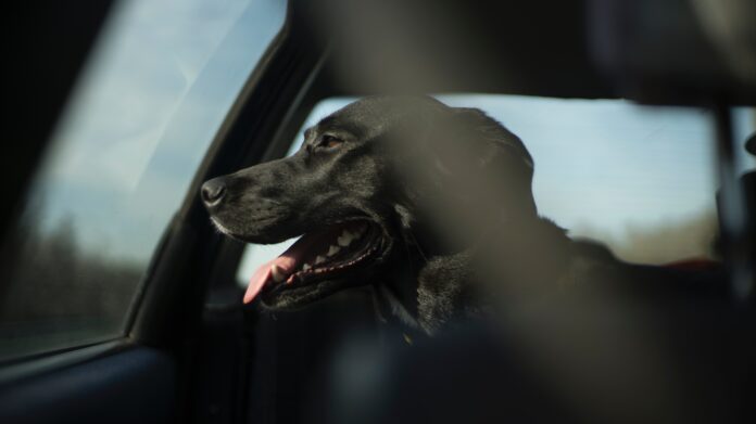 Großer schwarzer Hund eingesperrt in einem Auto