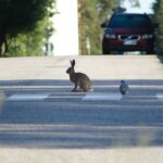 Tiere auf der Straße bergen großes Unfallrisiko