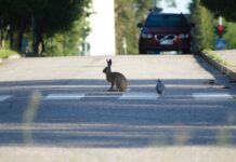 Tiere auf der Straße bergen großes Unfallrisiko