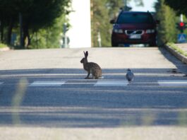Tiere auf der Straße bergen großes Unfallrisiko