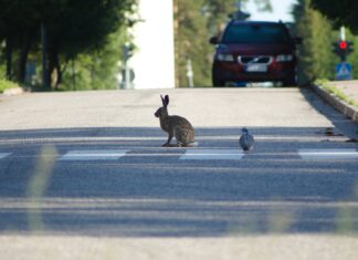 Tiere auf der Straße bergen großes Unfallrisiko