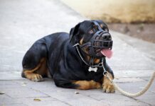 Rottweiler mit einem Beißkorb