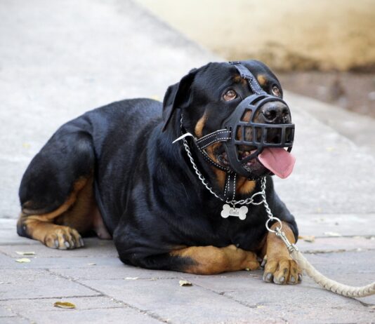 Rottweiler mit einem Beißkorb