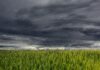 Der Himmel über einem Feld ist mit dunkelgrauen Wolken gefüllt.