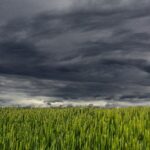 Der Himmel über einem Feld ist mit dunkelgrauen Wolken gefüllt.