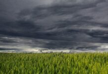 Der Himmel über einem Feld ist mit dunkelgrauen Wolken gefüllt.
