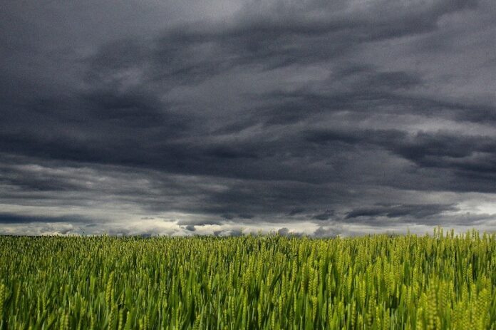 Der Himmel über einem Feld ist mit dunkelgrauen Wolken gefüllt.