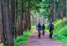 Mountainbiker fahren auf einer Forststraße durch einen Wald.