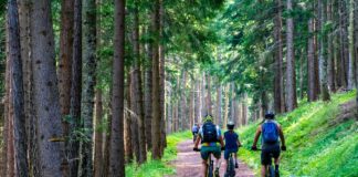 Mountainbiker fahren auf einer Forststraße durch einen Wald.