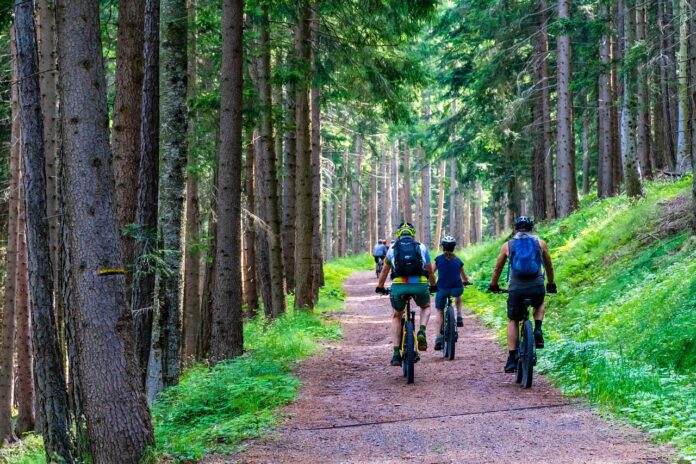 Mountainbiker fahren auf einer Forststraße durch einen Wald.