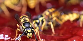 Wespe auf Marmelade