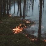 Eine Aufnahme in einem Wald zwischen Bäumen. Der Boden is grün, aber ein umgefallener Baum brennt. Rauchschwaden steigen zwischen den Bäumen auf.