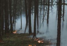Eine Aufnahme in einem Wald zwischen Bäumen. Der Boden is grün, aber ein umgefallener Baum brennt. Rauchschwaden steigen zwischen den Bäumen auf.