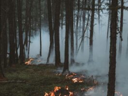 Eine Aufnahme in einem Wald zwischen Bäumen. Der Boden is grün, aber ein umgefallener Baum brennt. Rauchschwaden steigen zwischen den Bäumen auf.
