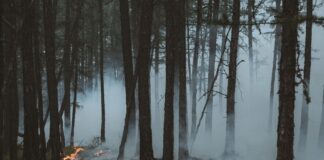 Eine Aufnahme in einem Wald zwischen Bäumen. Der Boden is grün, aber ein umgefallener Baum brennt. Rauchschwaden steigen zwischen den Bäumen auf.