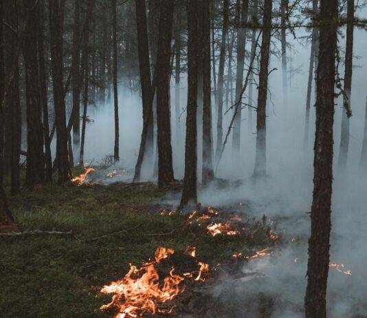 Eine Aufnahme in einem Wald zwischen Bäumen. Der Boden is grün, aber ein umgefallener Baum brennt. Rauchschwaden steigen zwischen den Bäumen auf.