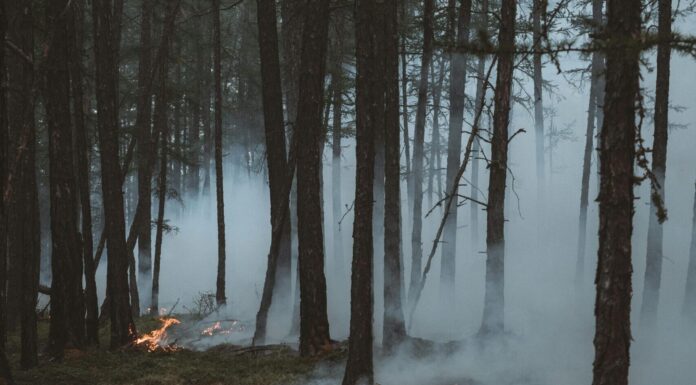 Eine Aufnahme in einem Wald zwischen Bäumen. Der Boden is grün, aber ein umgefallener Baum brennt. Rauchschwaden steigen zwischen den Bäumen auf.