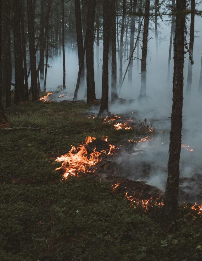 pexels-Vladislav Likhomanov_leehee-8917890 Eine Aufnahme in einem Wald zwischen Bäumen. Der Boden is grün, aber ein umgefallener Baum brennt. Rauchschwaden steigen zwischen den Bäumen auf.