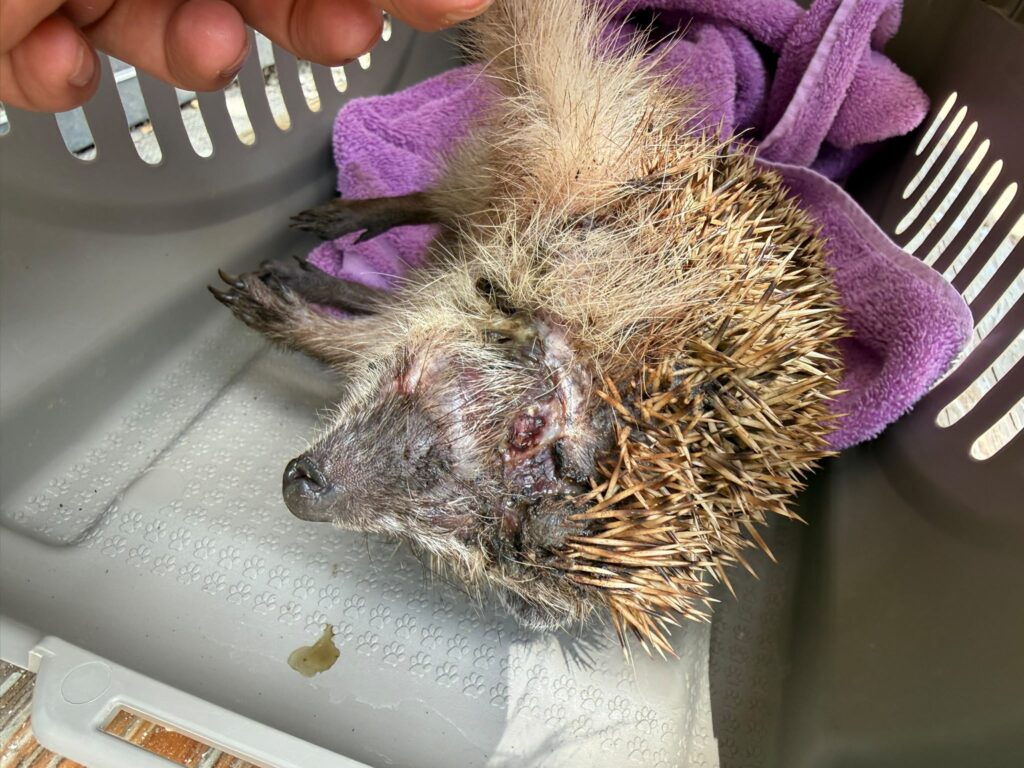 Ein verletzter Igel in einer Transportbox. Ein tiefer Schnitt in seinen Kopf ist zu sehen.
