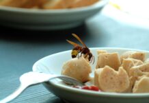 Insektenstiche: Sieben Tote pro Jahr und fast 1.000 stationäre Spitals-Aufnahmen Wespen im Essen