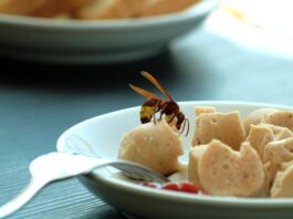 Wespen im Essen