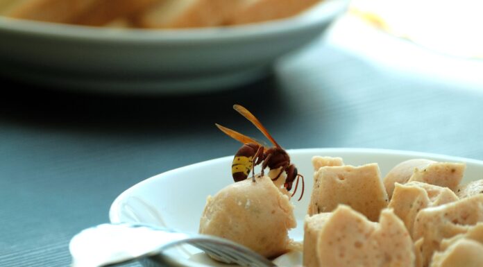 Insektenstiche: Sieben Tote pro Jahr und fast 1.000 stationäre Spitals-Aufnahmen Wespen im Essen