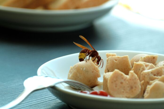 Wespen im Essen