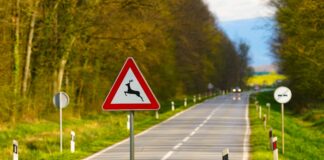 Eine Achtung Wildwechsel-Schild auf einer Landstraße.